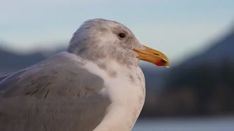 Close Profile of Gull in Soft Light Stock Footage 305956906