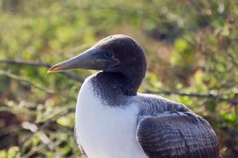 Close-up profile of the head of a nazca booby. Stock Photos