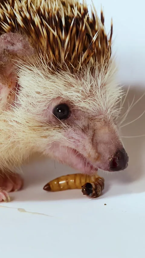 Close Up Profile of a Hedgehog Eating a Mealworm in Studio Stockbeeldmateriaal 326301136