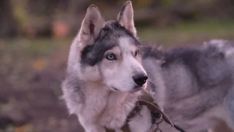Close-up profile of husky dog staring into distance, then slowly turning toward Vidéo 312991175