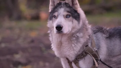 Close-up profile of husky dog staring into distance, then slowly turning toward Stock Footage 312991201