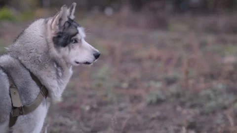 Close-up profile of husky dog staring into distance, then slowly turning 库存影片 312991277