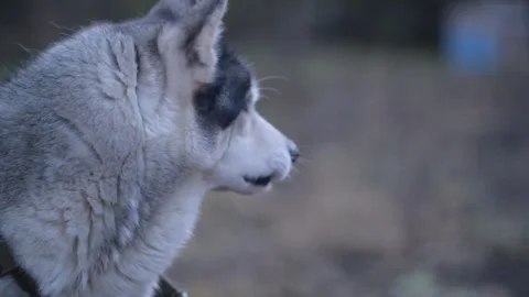 Close-up profile of husky dog staring into distance 库存影片 312991419