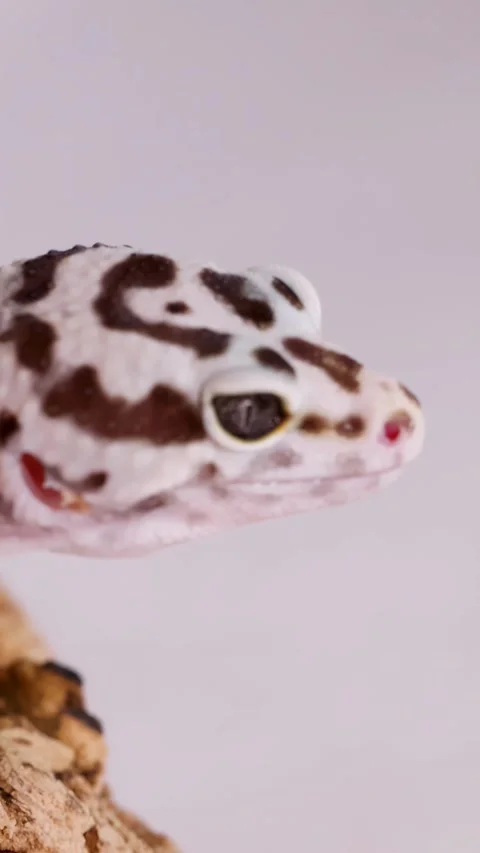 Close-Up Profile of a Leopard Gecko on a Bark Branch Stock Footage 328132117