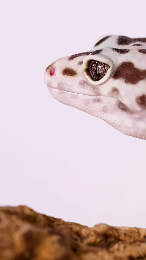 Close Up Profile of a Leopard Gecko Head Against White Background Stock Footage 328208247