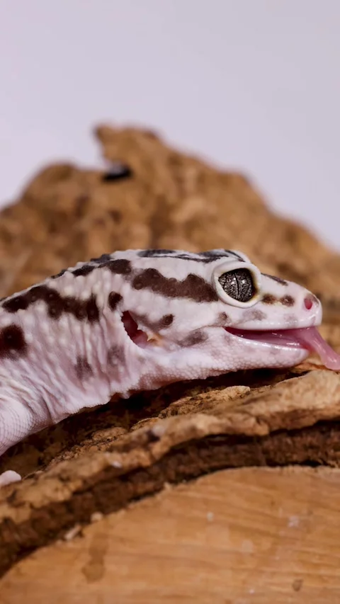 Close Up Profile of a Leopard Gecko Resting on Wood Stock Footage 328132123