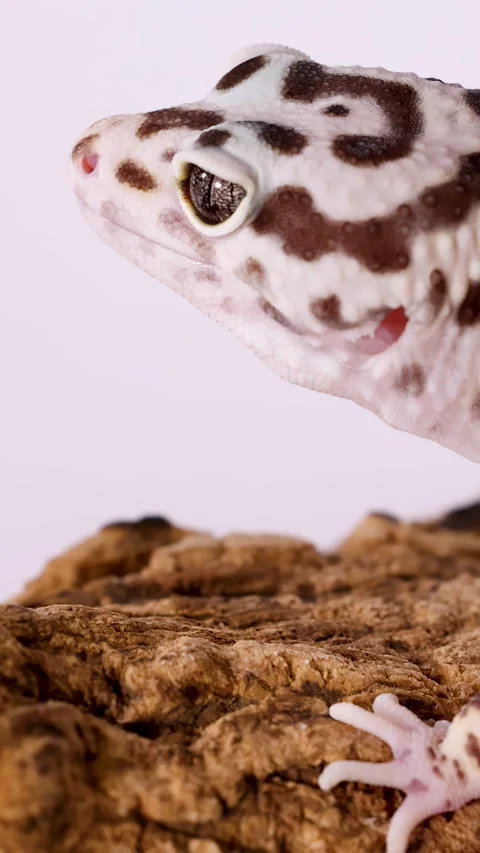 Close Up Profile of a Leopard Gecko Resting on Tree Bark Stock Footage 328266796