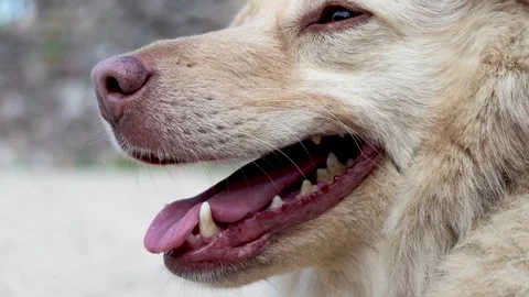 Close-Up Profile of Mixed Spitz Dog Panting Calmly. slow motion Stock Footage 346820846