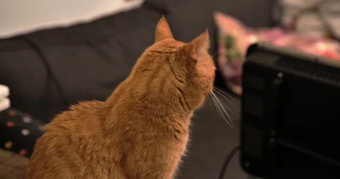 Close-up profile of orange cat turning to camera Stock Footage 329155626