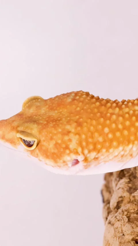 Close Up Profile of an Orange Leopard Gecko on White Background 動画素材 328080129