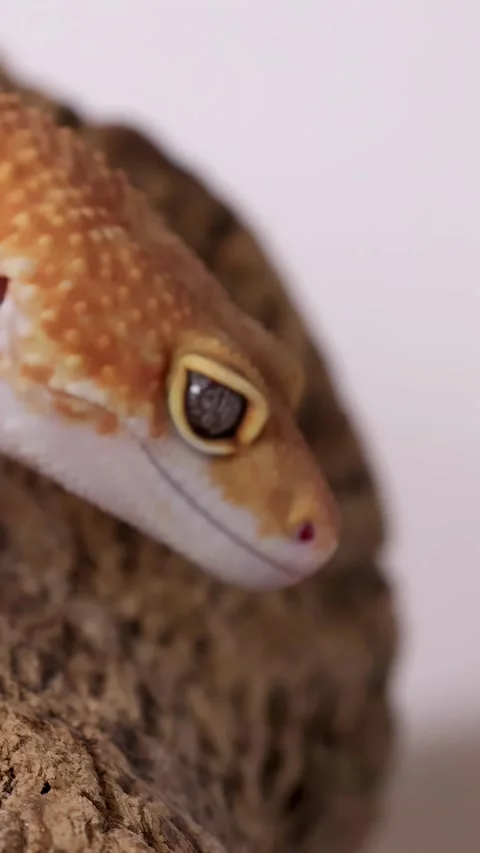 Close Up Profile of an Orange Leopard Gecko on a Rock Stock Footage 328488421