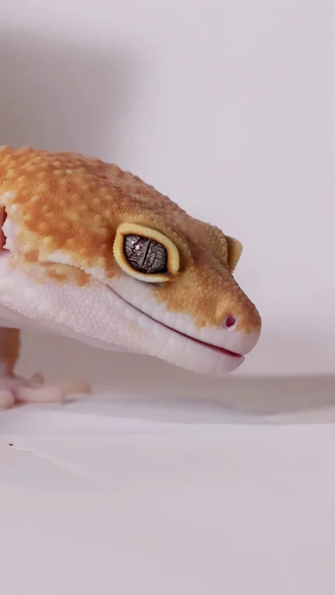 Close Up Profile of an Orange Leopard Gecko on White Background Stock Footage 328560593