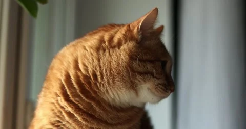Close-up profile of an orange tabby cat resting by a window Stock Footage 339066080