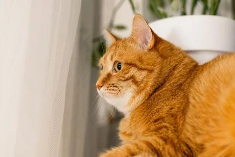 Close-up profile of an orange tabby cat looking intently to the left near a.. Stock Photos