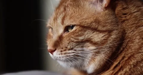 Close-up profile of an orange tabby cat's face in soft natural light Stock Footage 339067480