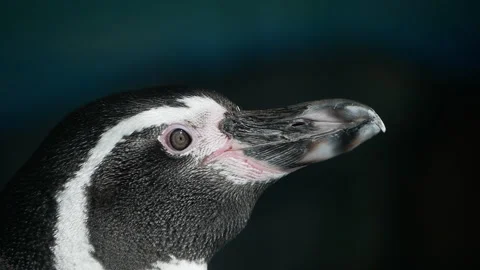 Close-up profile of penguin showcasing black-and-white feather patterns and Stock Footage 294257818