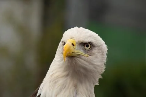Close-up profile photo of an bald eagle Stock Photos