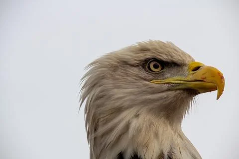 Close-up profile photo of an bald eagle Stock Photos