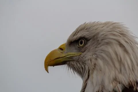 Close-up profile photo of an bald eagle Foto stock