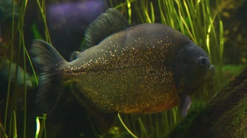 Close up profile of a piranha Stock Footage 251741824