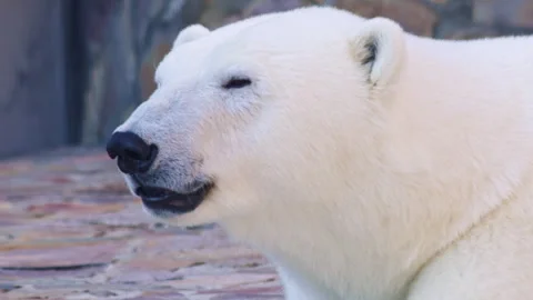 Close-Up Profile of a Polar Bear Resting Video stock 318452747