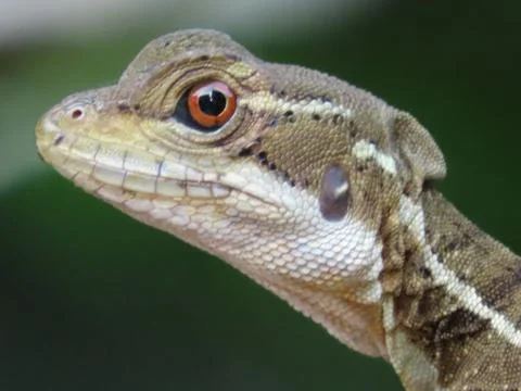Close up profile portrait of a Common Basilisk lizard (Basiliscus basiliscus) Stock Photos