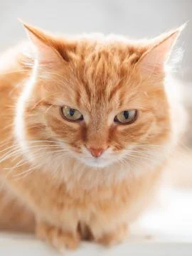 Close up profile portrait of cute ginger cat. Fluffy pet is staring with atte Stock Photos