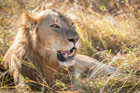 Close up profile portrait of head of young adult male lion laying in tall grass Stock Photos