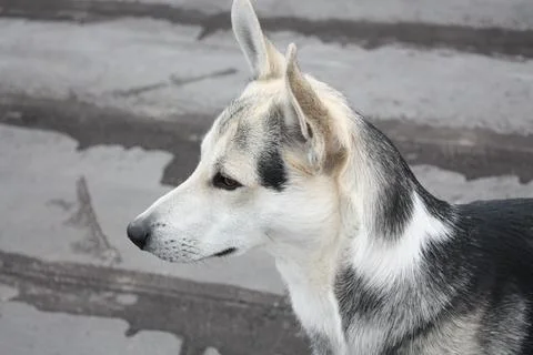 Close up profile portrait of a mixed breed stray dog Stock Photos