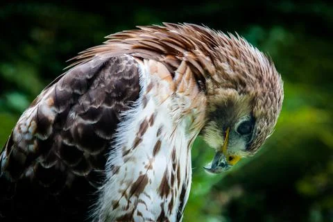 Close up profile portrait of a red-tailed hawk bowing its head Stock Photos