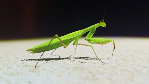 Close up profile of praying mantis at night 動画素材 342585918