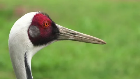 Close-up Profile of a Red-crowned Crane's Head and Neck Stock Footage 301080128
