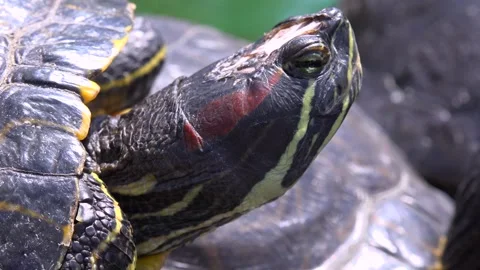 Close up profile of a red-eared slider turtle as it calmly observes its sur.. Stock Footage 337749718