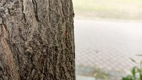 Close up profile rough brown tree bark texture blurred park pathway Foto stock