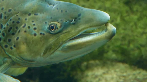 Close up profile of salmon head Stock Footage 125103348
