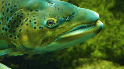 Close up profile of salmon head  Stock Footage 143218976