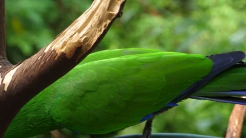 Close-Up Profile of Scarlet Macaw Parrot on Branch Stock-Footage 337108084
