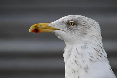 Close-Up Profile of a Seagull Stock Photos