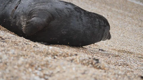 Close-up profile of a seal resting its head on a pebble-covered beach. Stock Footage 323657463