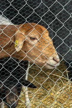 Close-up profile of a sheep with soft brown wool and yellow ear tag inside .. Stock Photos