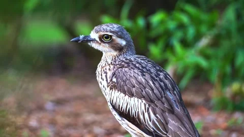 Close-up profile shot of a beautiful stone curlew bird standing still in natural Stock Footage 340860955