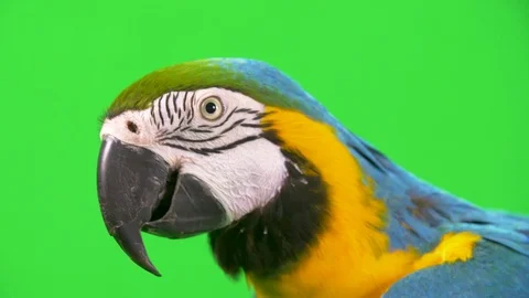 Close-up profile shot of a blue yellow macaw parrot's head on green screen Stock Footage 95963442
