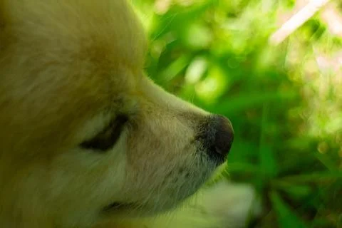 Close-Up Profile Shot of a Cute Fluffy Cream Colored Dog in Sunlight Stock Photos
