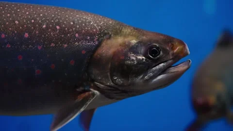 Close-up profile of a speckled salmonid fish underwater, showcasing shimmering Stock Footage 327325403