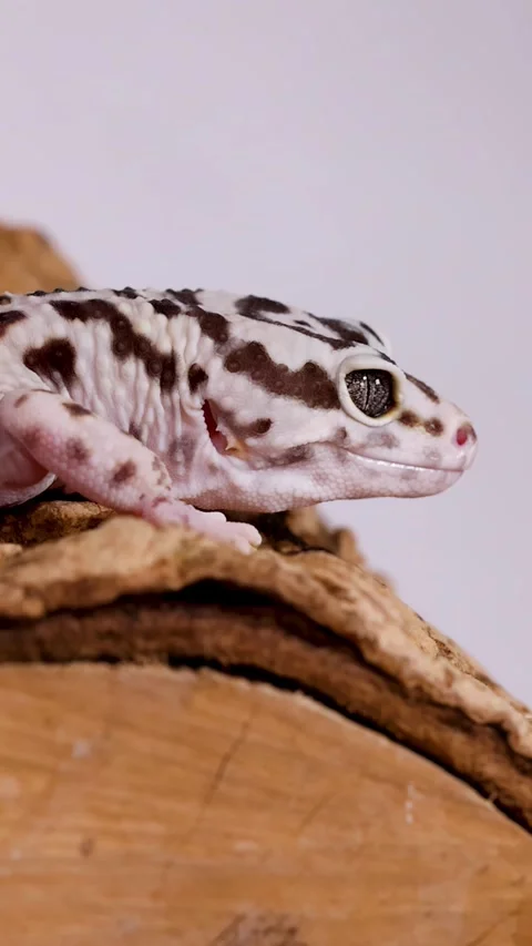 Close-Up Profile of a Spotted Leopard Gecko Resting on Wood Stock Footage 328281197