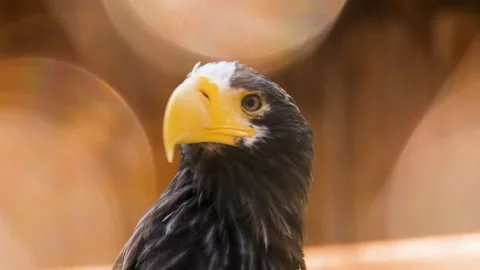 Close-up Profile of a Steller's Sea Eagle with Bright Yellow Beak Stock Footage 301071293