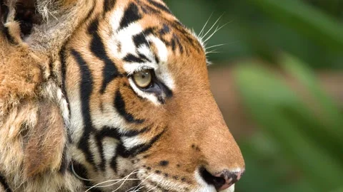 Close-Up Profile of a Sumatran Tiger Resting in a Lush Environment Stock Footage 328564826