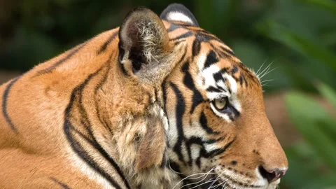 Close Up Profile of a Sumatran Tiger Resting in Lush Greenery Video stock 329212682