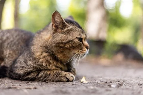 Close-up profile of a tabby cat resting outdoors on a sunny day Stock Photos
