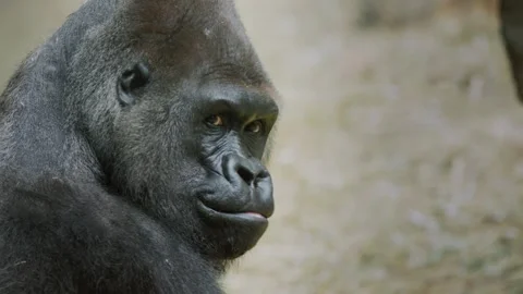 Close up profile of a thoughtful gorilla looking to side. Stock Footage 334848052